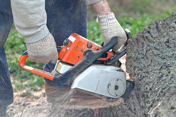 Best Tree and Shrub Care  in Grove City, PA